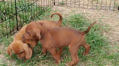 6 Week Old Female Redbone Coonhound Puppies Youtube In 2020