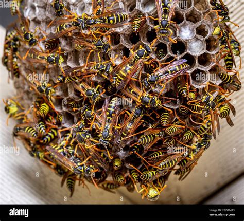 European Wasp Nest Australia Hi Res Stock Photography And Images Alamy