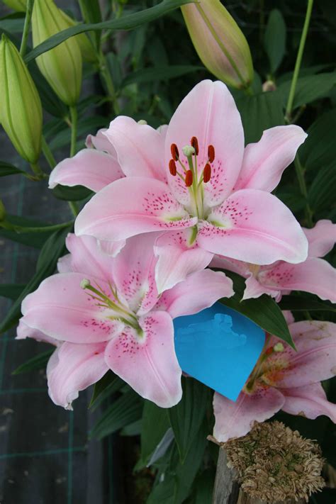 Buy Lily Bulbs Companion Oriental Lily Gold Medal Winning Harts Nursery