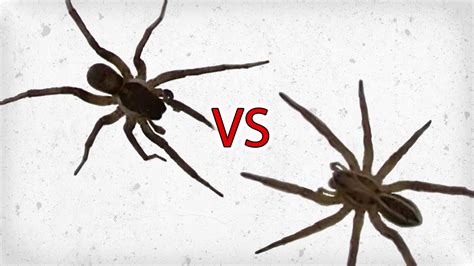 Wolf Spider Vs Brown Recluse