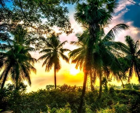 Sunrise In Paradise Palms Tropic Sunrise Nature Hd Wallpaper Peakpx