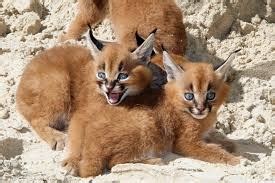 We have caracal kittens available for sale in our cattery , we ship worldwide , all our kittens are playful with children and other pets , they are socilalized and. SERVAL KITTEN,OCELOT KITTEN,CARACAL KITTEN FOR SALE ...