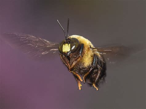 Bee Flying