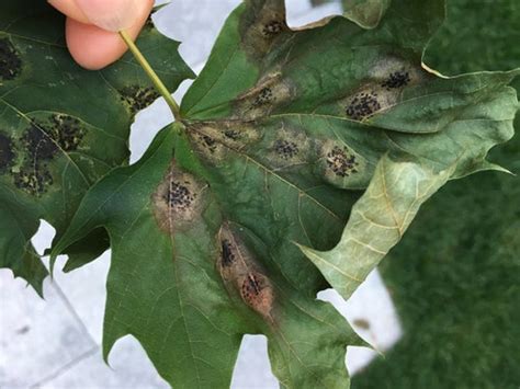 Tree Leaves With Black Spots In Clusters Help