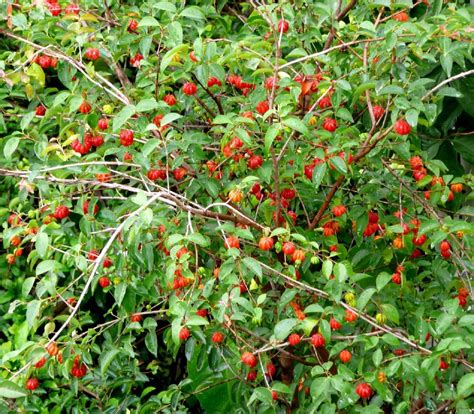 I would ask those who want a cherry tree why they think they want to start it from seed. Polynesian Produce Stand : ~SURINAM CHERRY~ Fruit Tree ...