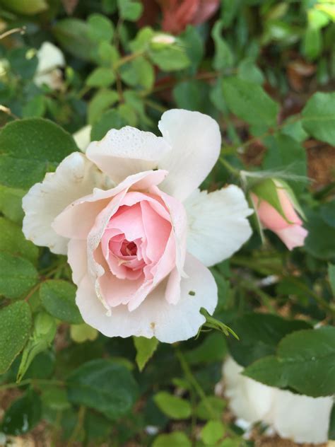 Gorgeous Pale Pink Rose 🌹🌹🌹🌹🌹🌹🌹 Beautiful Flowers Pale Pink Roses