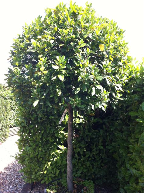 Laurus Nobilis Bay Tree From Practicality Brown Semi Mature Trees