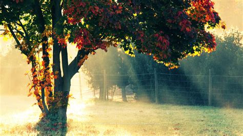 Autumn Morning Wallpapers Hd Wallpapers Id 12237