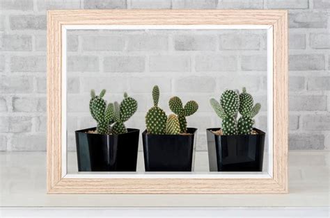 Premium Photo Collection Of Cactus And Wooden Frame On Table