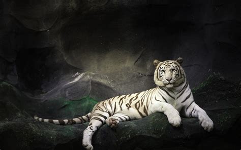 White Tiger Hd Wallpaper ·① Wallpapertag
