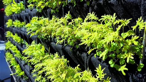 Vertical Vegetable Aquaponics Plants On Walls