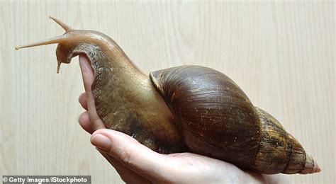 Giant Snail Quarantine AR15 COM