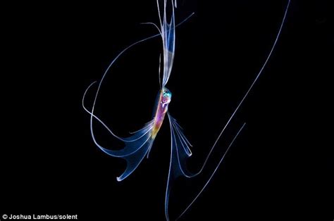 The Startling Colours Of Ocean Dwellers Captured In A Series Of