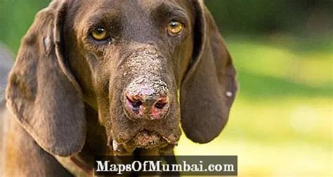 Lupus Canin Causes Symptômes Et Traitement Animaux Domestiques 2024