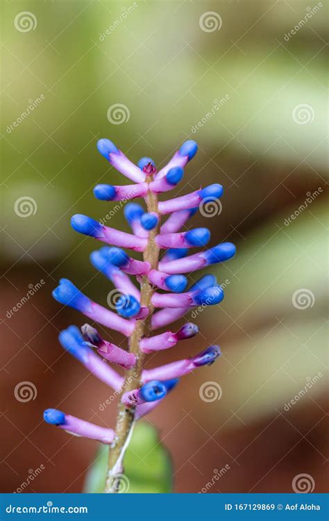 Beautiful Purple Bromeliad Flower Or Match Stick Plant Flower In A