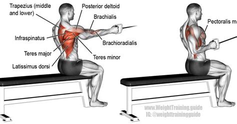 One Arm Cable Row A Compound Pull Exercise Great For Developing