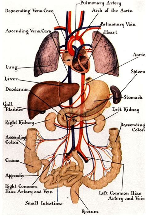 Internal Human Body Diagram Internal Human Body Diagram Human Anatomy