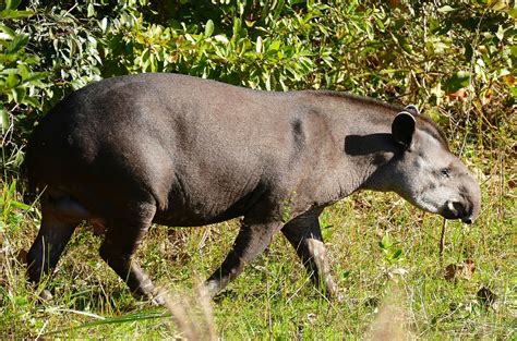 South American Tapir Wikipedia