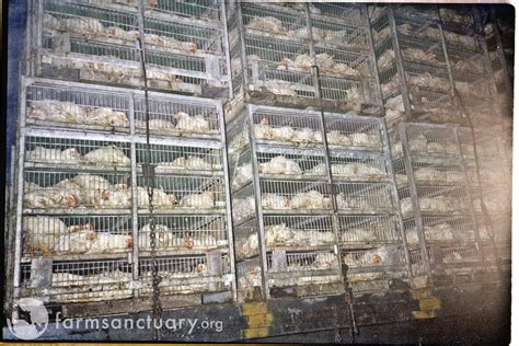 Life On Factory Farms For Chickens Raised For Meat Humane Decisions