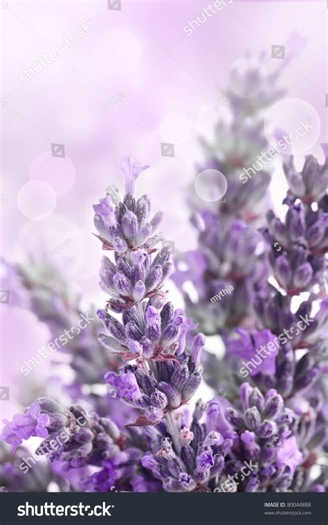 Grows to 15 inches tall. Lavender Flower Spring Background With Beautiful Purple ...
