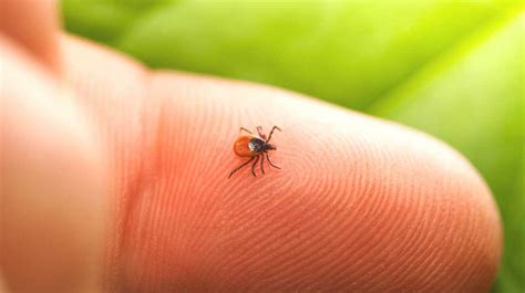 Lyme Disease Prevention 48 Hours After Tick Bite
