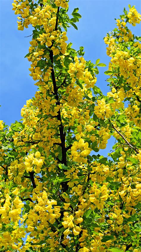 Image Yellow Acacia Flowers Branches Flowering Trees 1080x1920