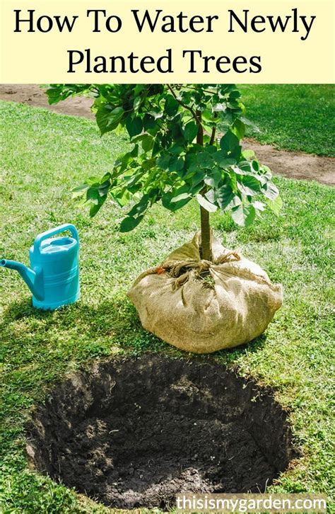 How To Water Newly Planted Trees Trees To Plant Garden Help