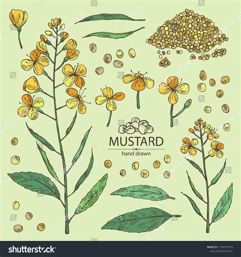 2700 Mustard Plant Drawing Images Stock Photos 3d Objects And Vectors