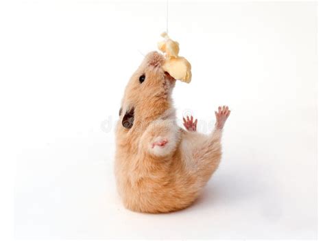 Hamster Funny Animal Hamster Eating Cheese Stock Photo Image Of