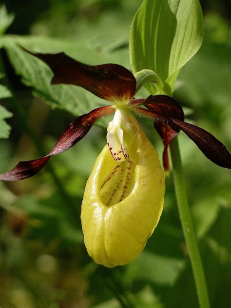 The Elusive Lady’s Slipper Orchid Bradford Museums And Galleries