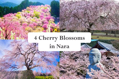 Cherry Blossoms In Nara 4 Recommended Spots