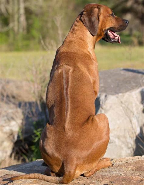 Rhodesian Ridgeback South African Dog Breed K9 Research Lab Small