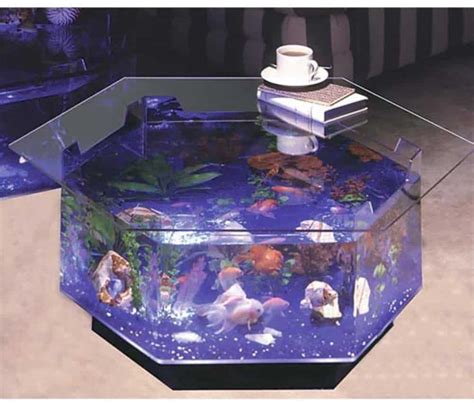 40 Gallon Tank Perfect Choice For Medium Sized Fish Aquariadise
