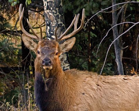 Free Images Wildlife Portrait Stag Mammal Rack Fauna Close Up
