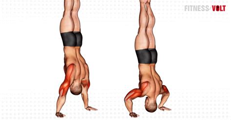 Handstand Push Up Exercise Guide And Videos Fitness Volt