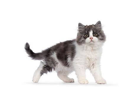 Cymric Manx Longhair Cat Breed Info Pictures Care Traits And Facts