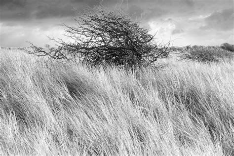 Fondos De Pantalla Paisaje Monocromo Césped Cielo Invierno Campo