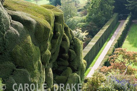 Carole Drake Massive Undulating Yew Hedge At Powis Castle Gardens