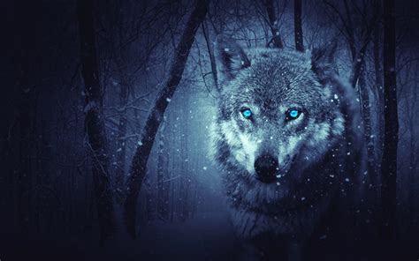 4k Wolf Wallpaper 43 Images