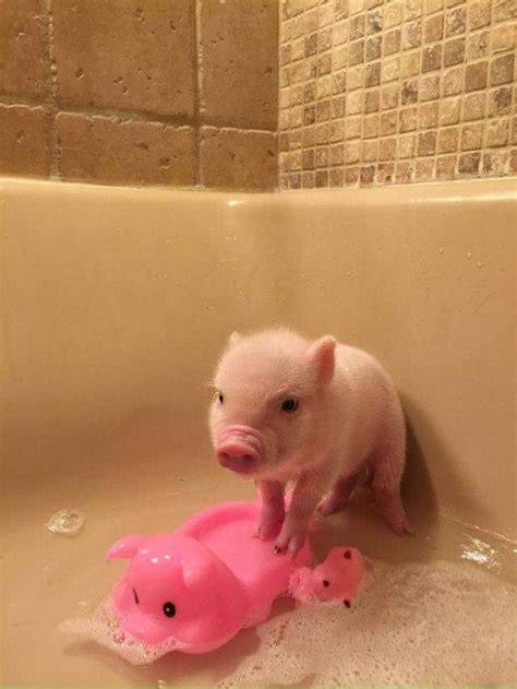 This Squeaky Clean Piggy Cute Baby Pigs Cute Piglets Baby Pigs