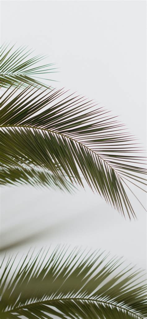 Minimalist Palm Iphone Wallpapers Free Download