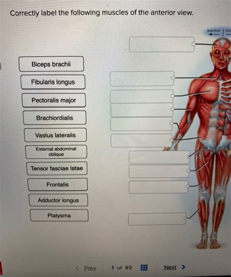 Correctly Label The Following Muscles Of The Anterior View 25 Pages