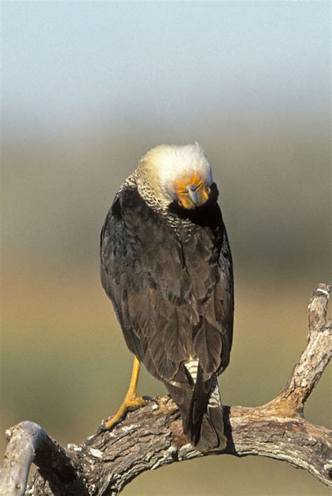Crested Caracara Caracara Cheriway Aka Mexican Eagle