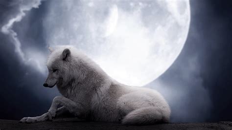 Hd Wallpaper Anger Wolf Face Gray And White Wolf Predator Profile