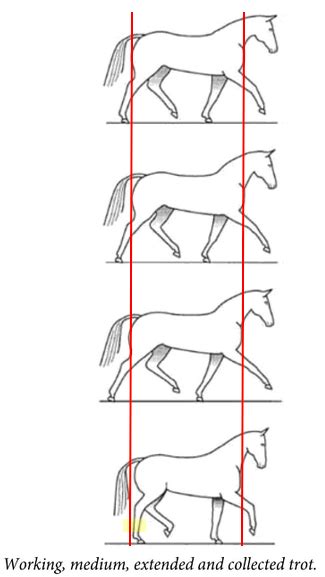 Dressage Tests Require The Rider To Perform Working Trot Medium Trot