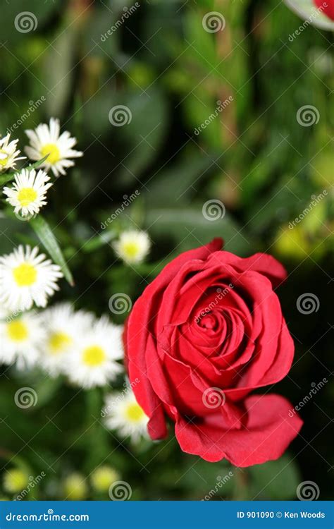 Red Rose And Daisy Flowers Stock Photo Image Of Rosa Leaves 901090