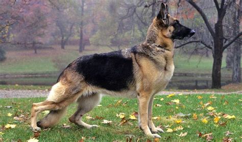 German Shepherd Dog Breed Information Guard Dog Breeds Shepherd Dog
