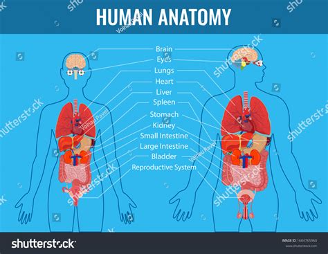 Human Internal Organs Icons Set Human Stock Vector Royalty Free