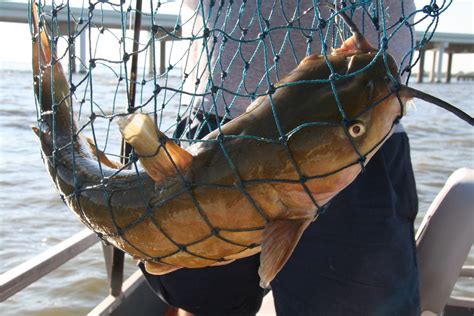 Catfishing Lake Eries Sandusky Bay By Wh Chip Gross Great Lakes Angler