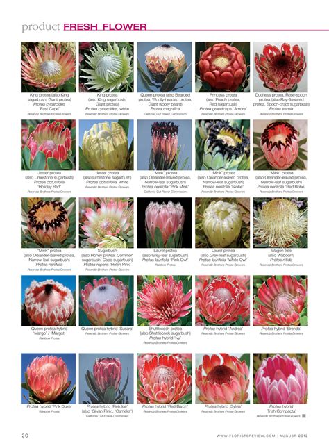 Florists Review Fresh Flower Protea Page 2 Of 2 Protea Bouquet